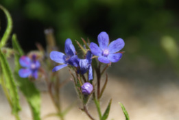 Anchusa azurea 'Dropmore' bestellen